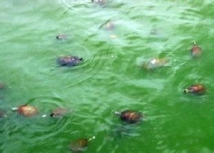 夢到烏龜在水裡 費波納氣數列